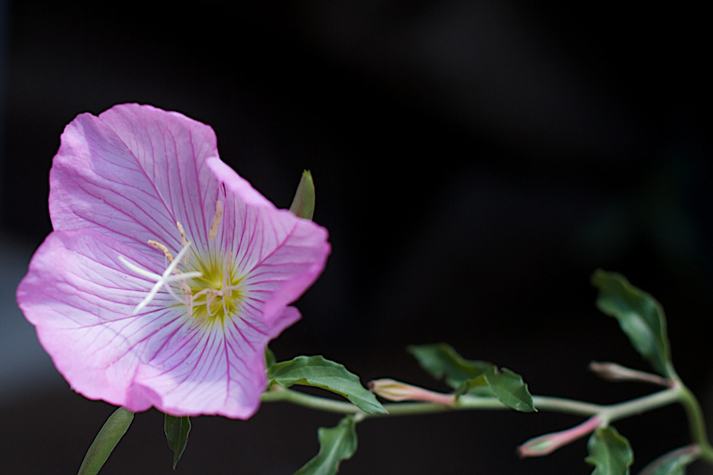 pink flower blooming with thin green leaves