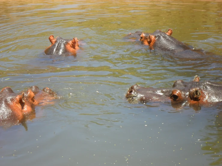 several hippopotamus swimming on the water in a shallow river