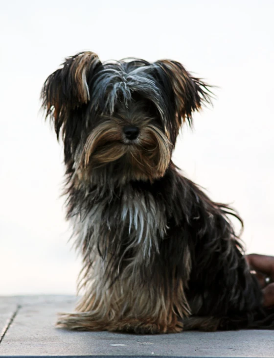 small dog sitting on the sidewalk with his owner