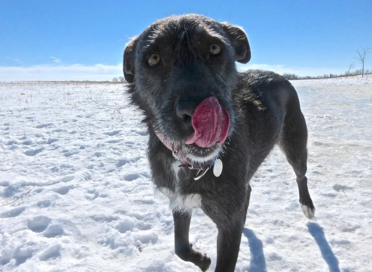 black dog panting in the snow on a clear day
