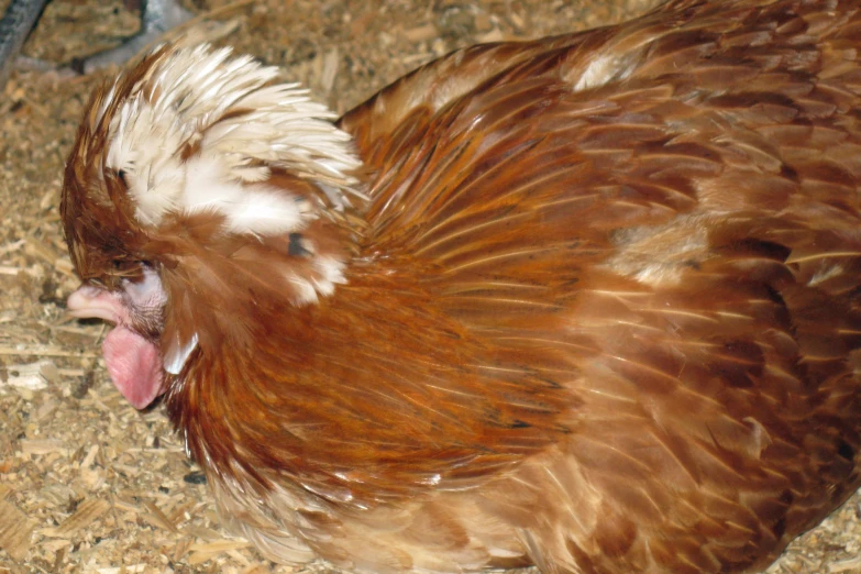 there is a chicken that has it's tongue out