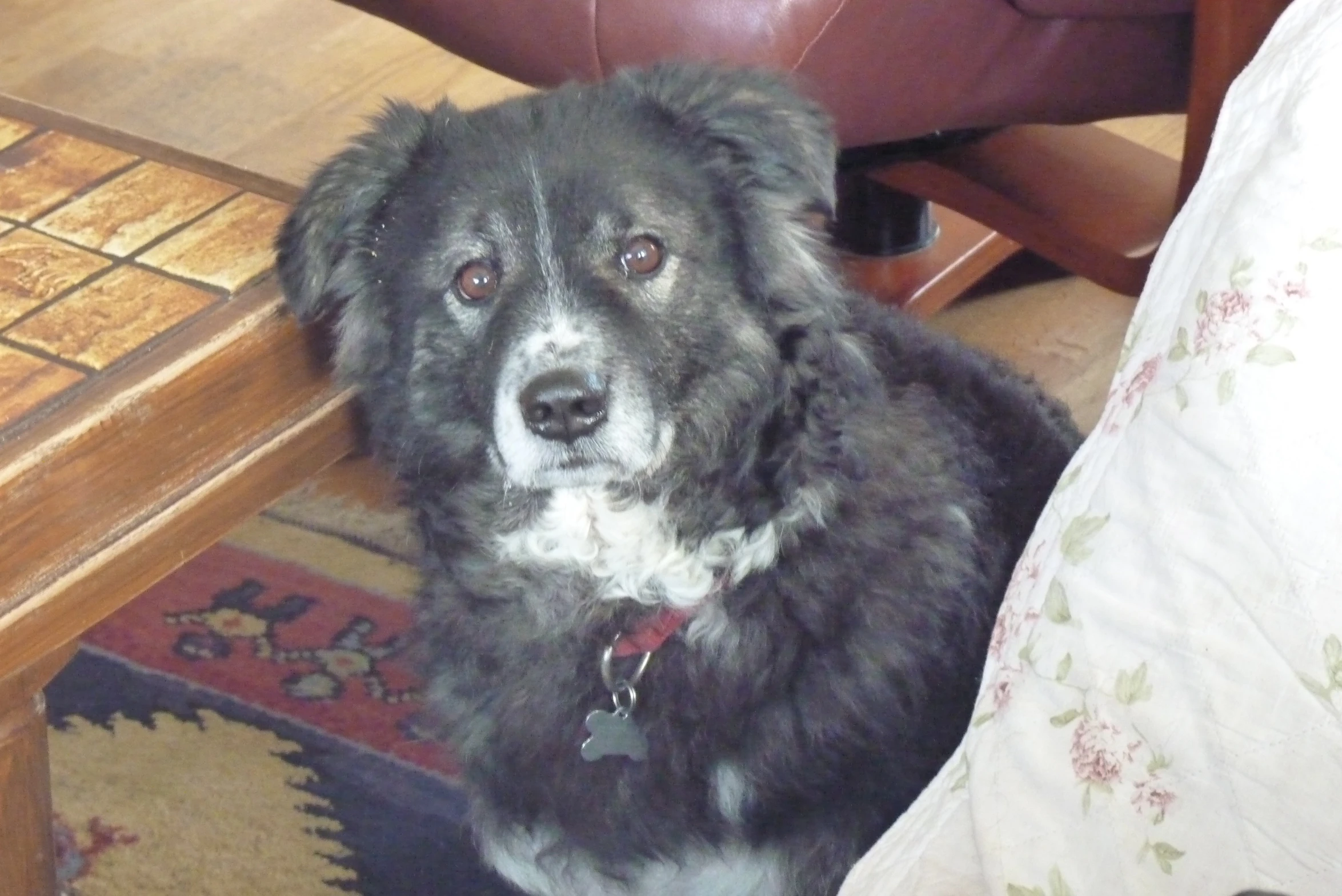 dog looking up at the camera while sitting at a table