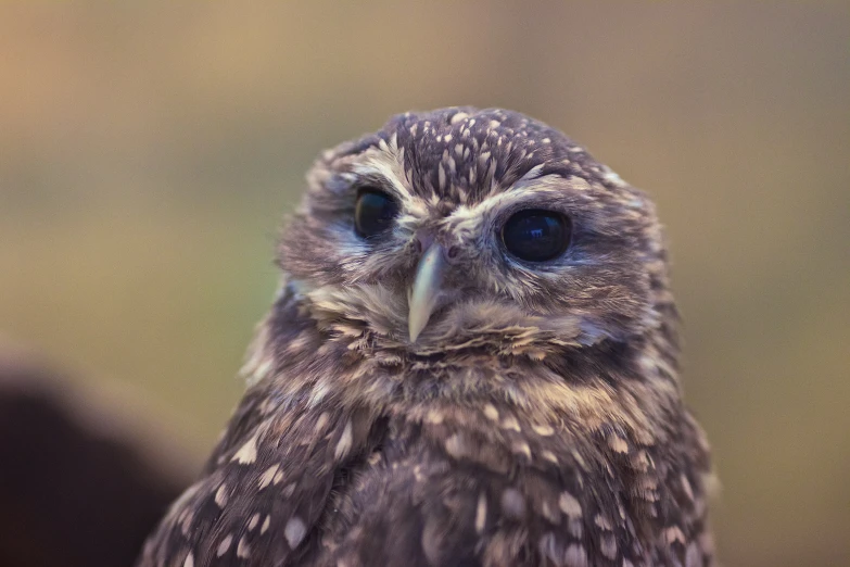 an owl is shown looking intently at the camera