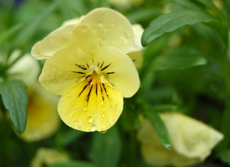 a yellow flower is displayed with water droplets on it