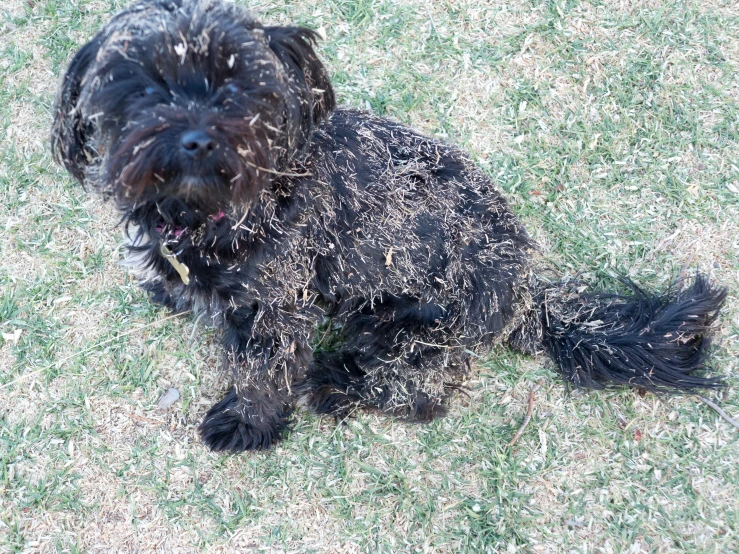 the dog is sitting on the grass outside