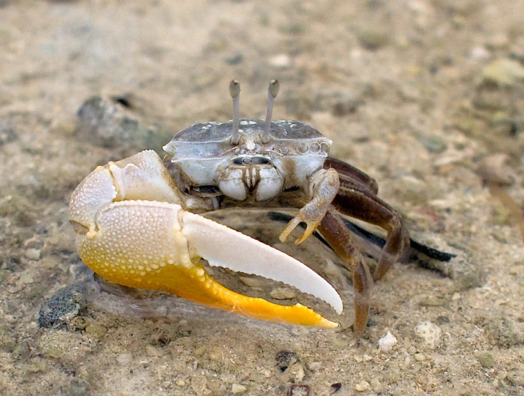 a spider is sitting on a piece of fruit