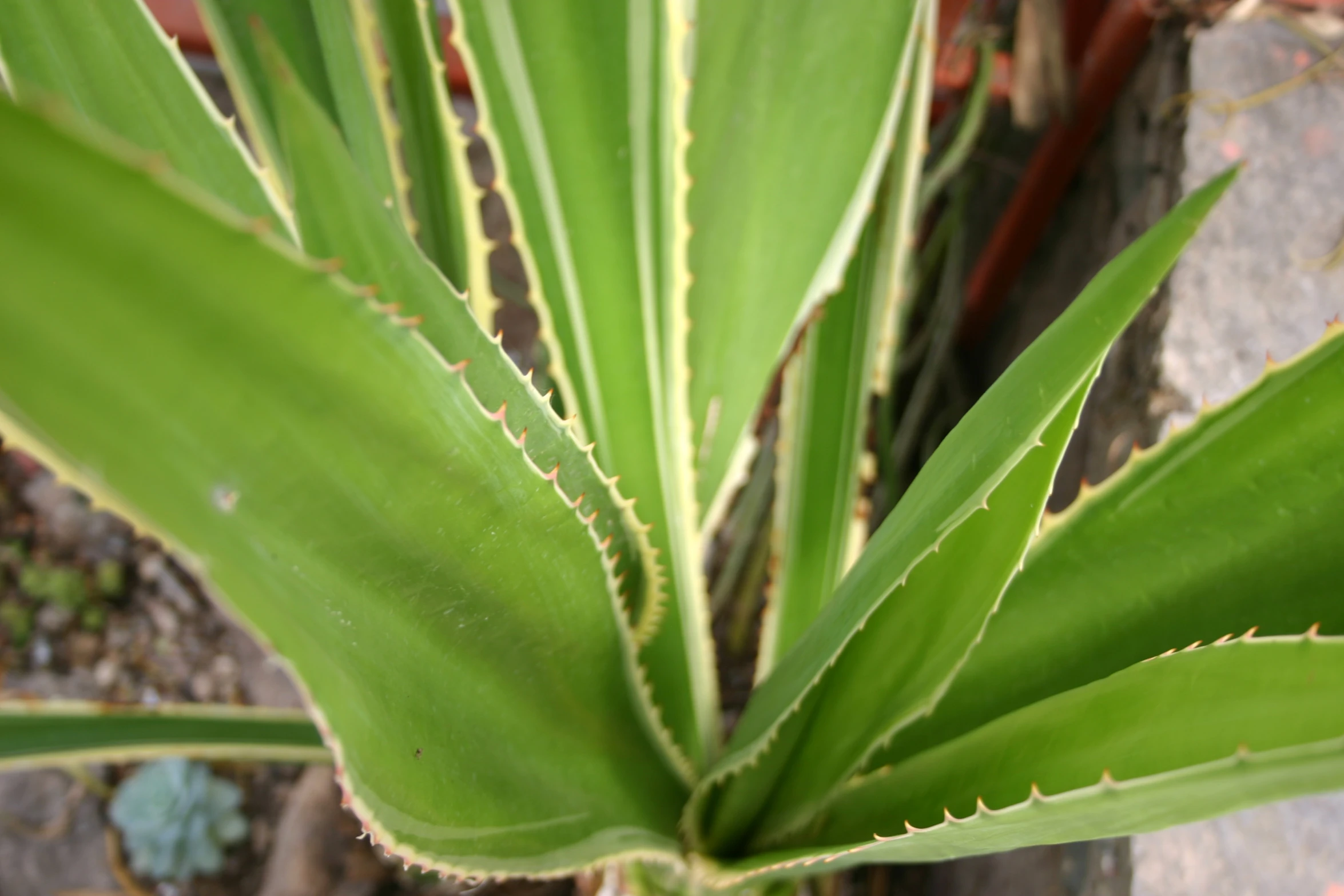an image of a closeup of a plant