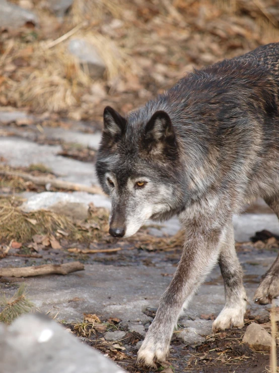 a wolf that is walking on some rocks and grass