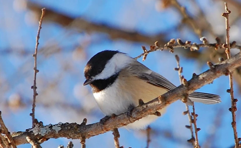 a small bird is perched on the nch