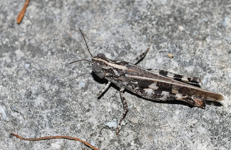 a brown and black bug is standing on the concrete