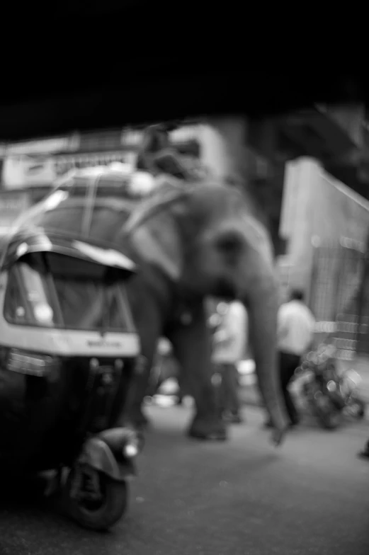 an elephant that is walking in the street