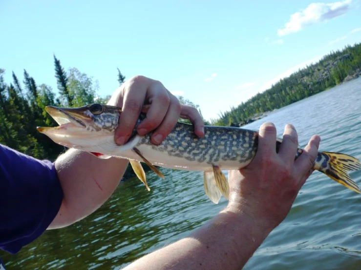 a person is holding a fish in the water