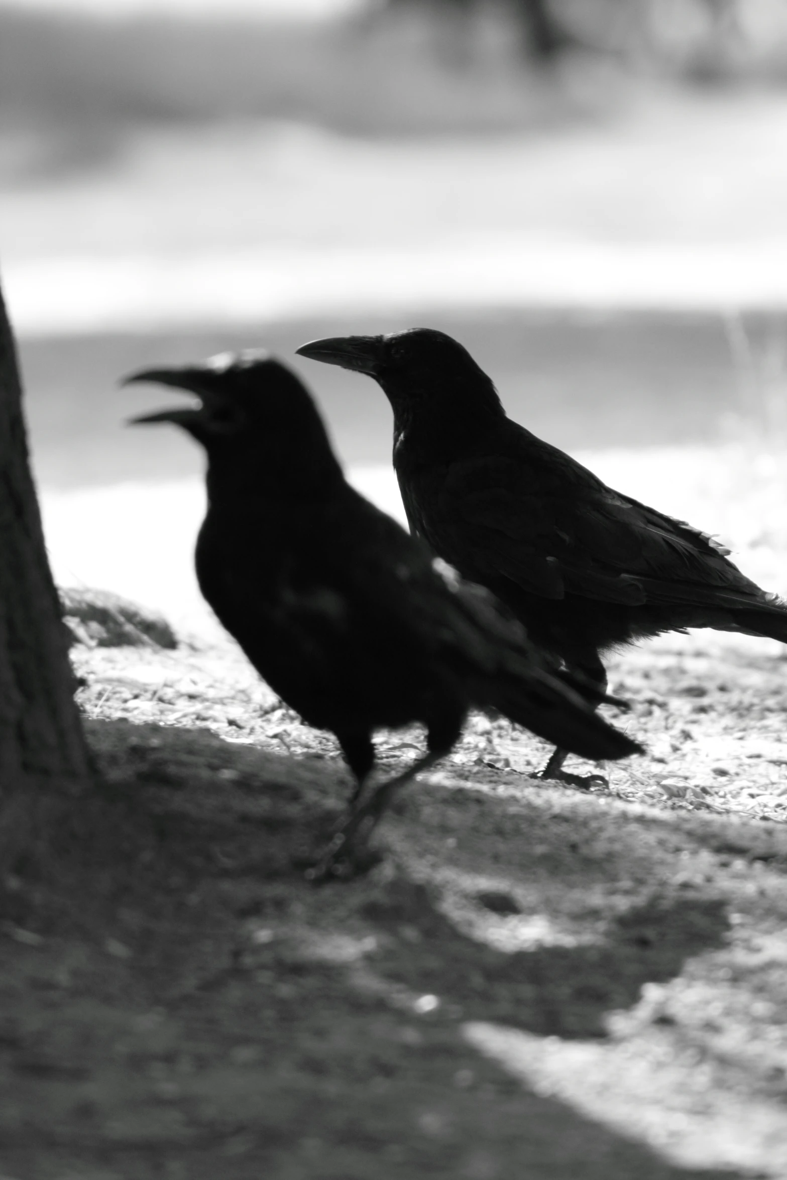 two black birds standing by a tree near the water