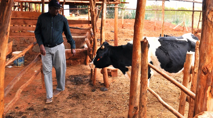 a man standing next to two cows inside of a cage