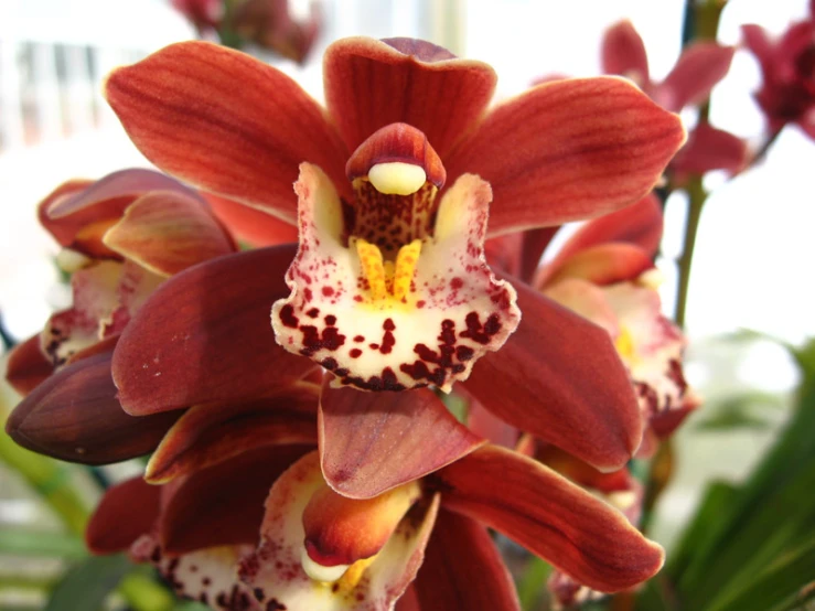 a close - up of the center of a red orchid