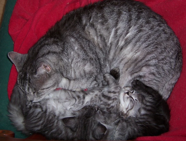 a grey cat is curled up and sleeping on a red blanket