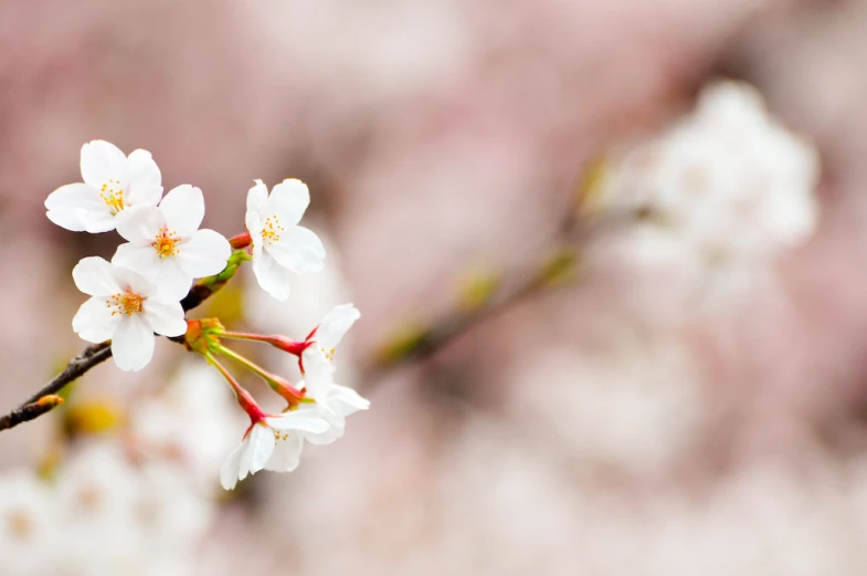 the white flowers are on the stem of this tree