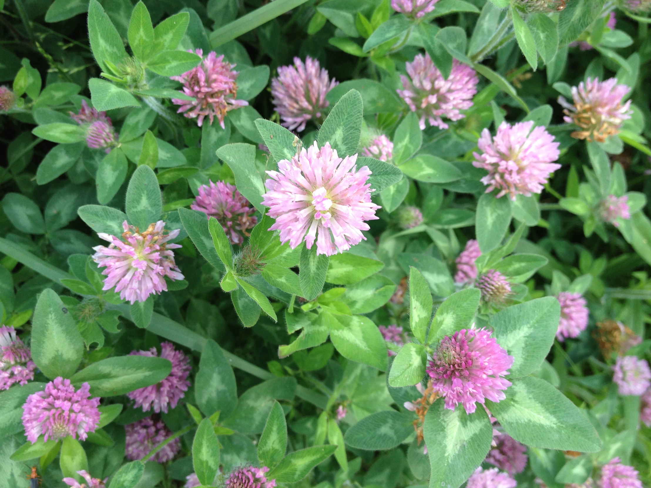 some flowers growing in the bushes and shrubs