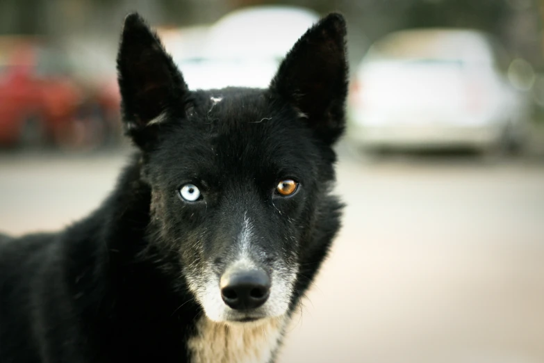 a black and white dog with blue eyes