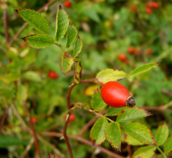 a close up of a tree with berries