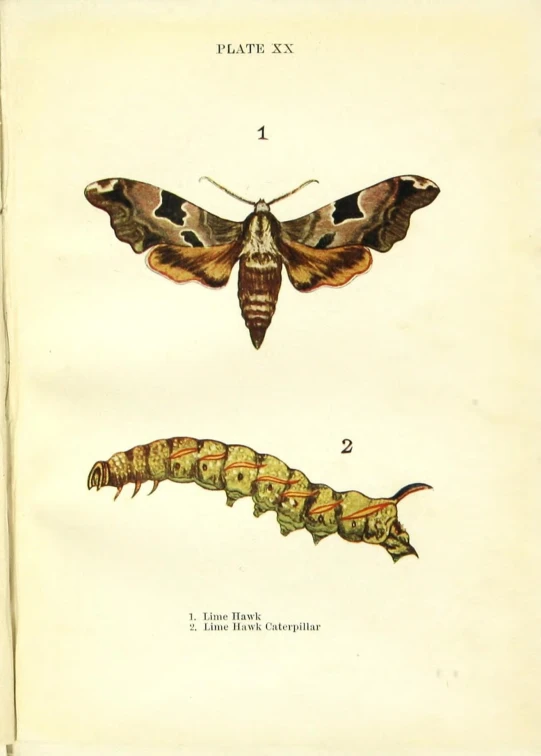 a moths is depicted in three separate colors
