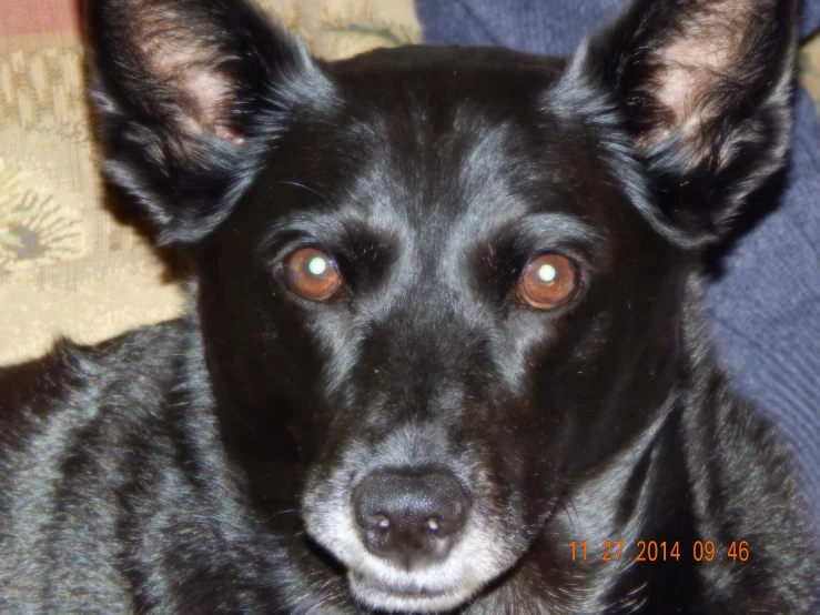 a black dog staring directly into the camera