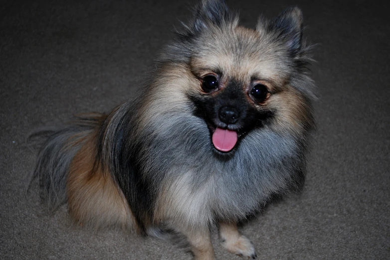 a long haired dog standing on the ground