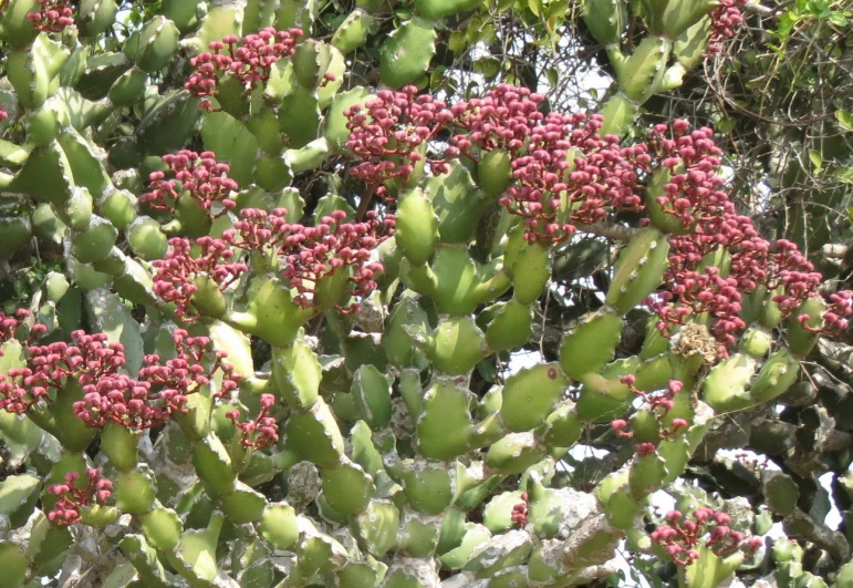 the green leaves are covered with red berries