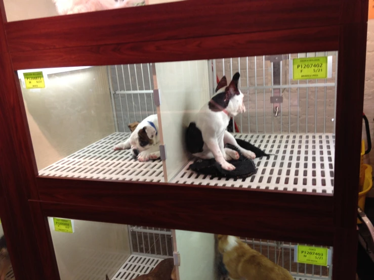 two dogs are in cages with cats on them