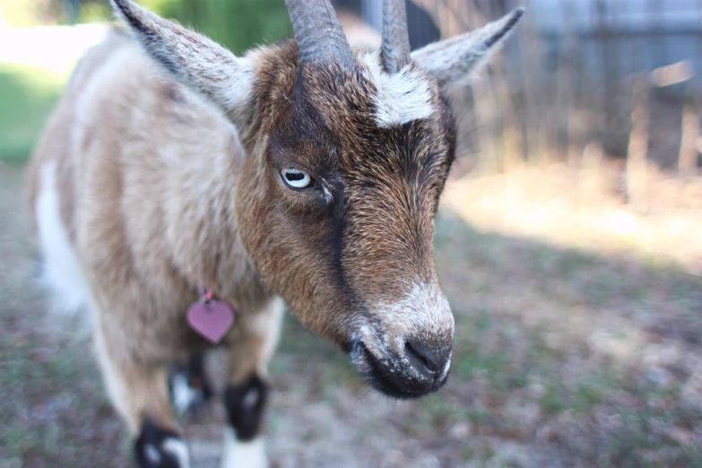 a brown goat with horns standing next to a fence