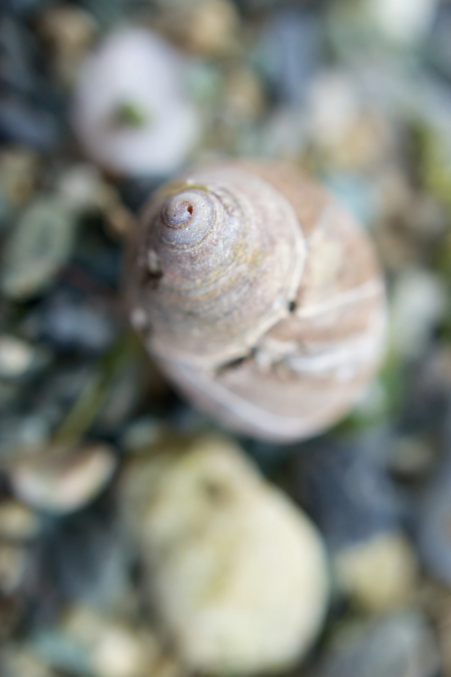 a close up of a snail on a gravel ground