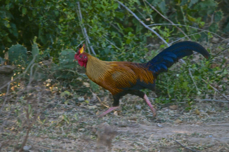 an image of a bird that is standing in the grass