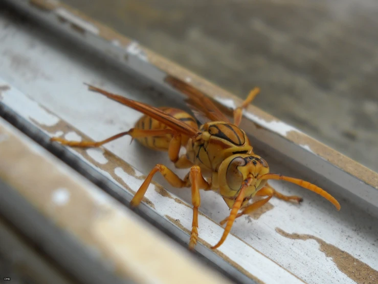 a large yellow insect on the inside of an enclosure