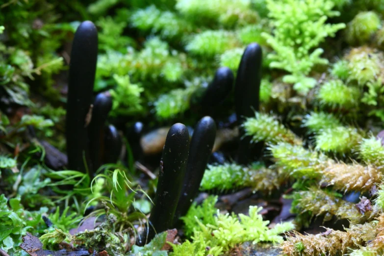 some black plants and other plants growing in the grass