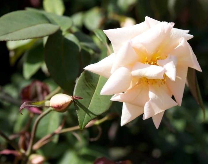 a beautiful white flower blooming out in a garden