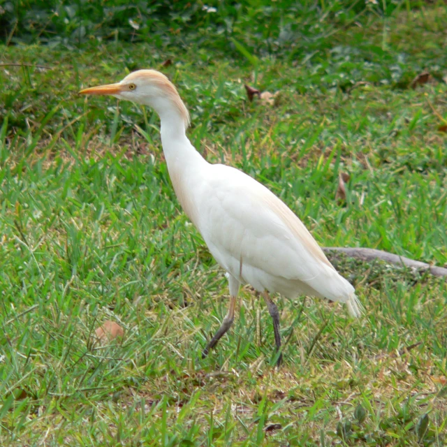 a white bird standing on grass in the sunlight