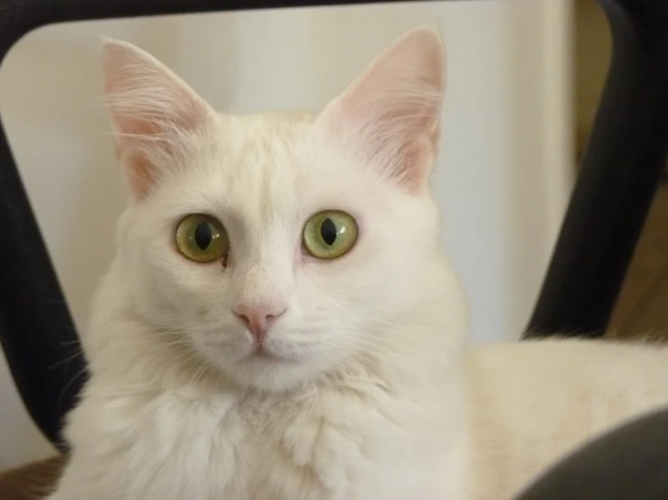 a white cat with green eyes is sitting in a chair