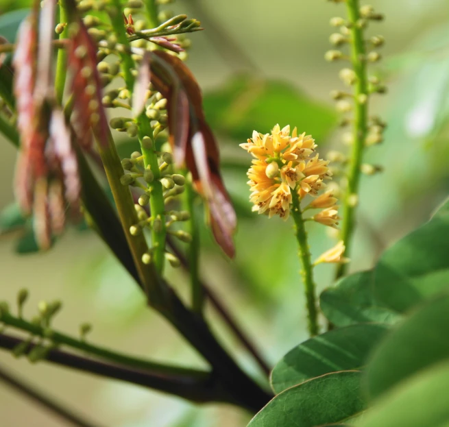 a closeup s of some pretty flowers with buds