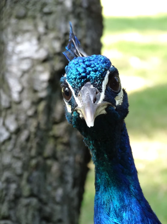 a peacock near a tree in the daytime