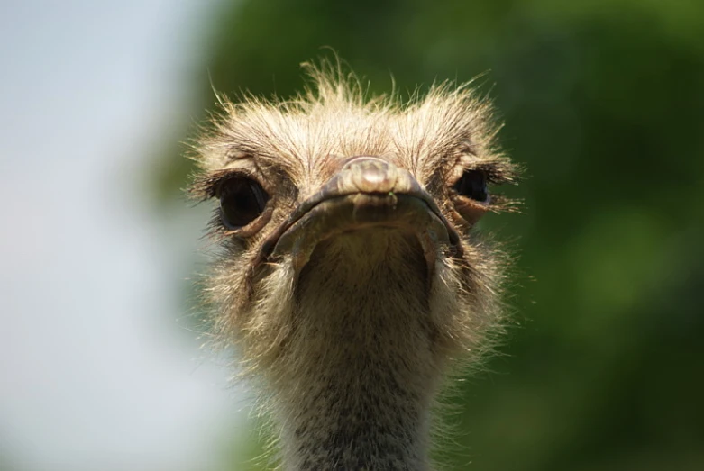 a large, feathery bird stares directly ahead