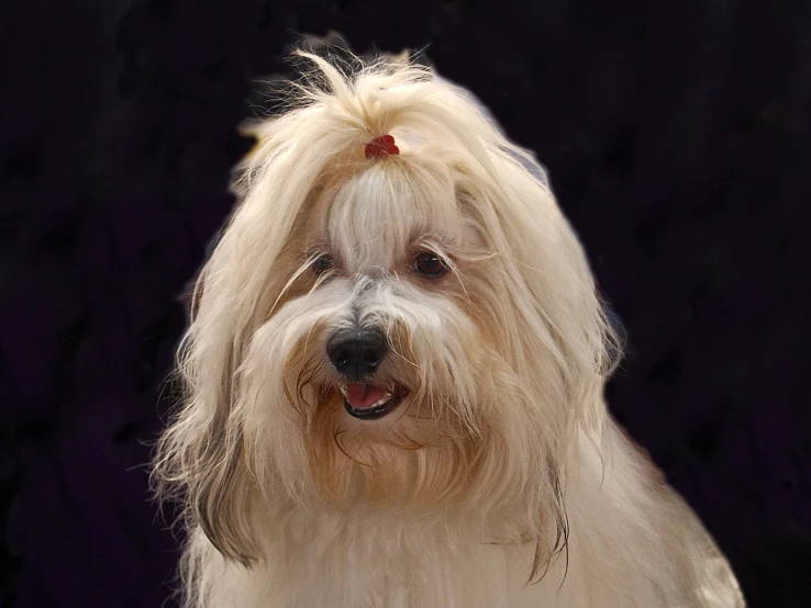 an animal with a large head and long hair