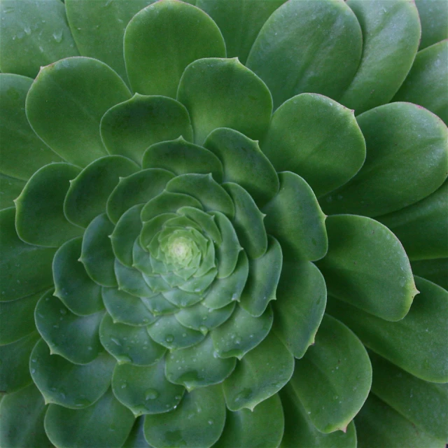 a green plant with green leaves has water droplets on it