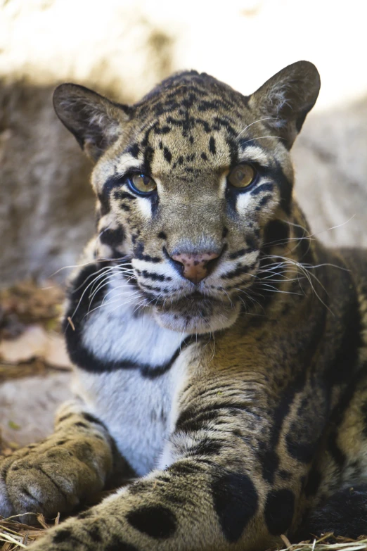 a clouded cat with a black - and - white collar is sitting on the ground