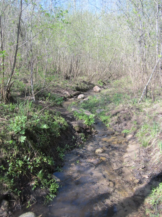 a stream that runs through some grass and some bushes