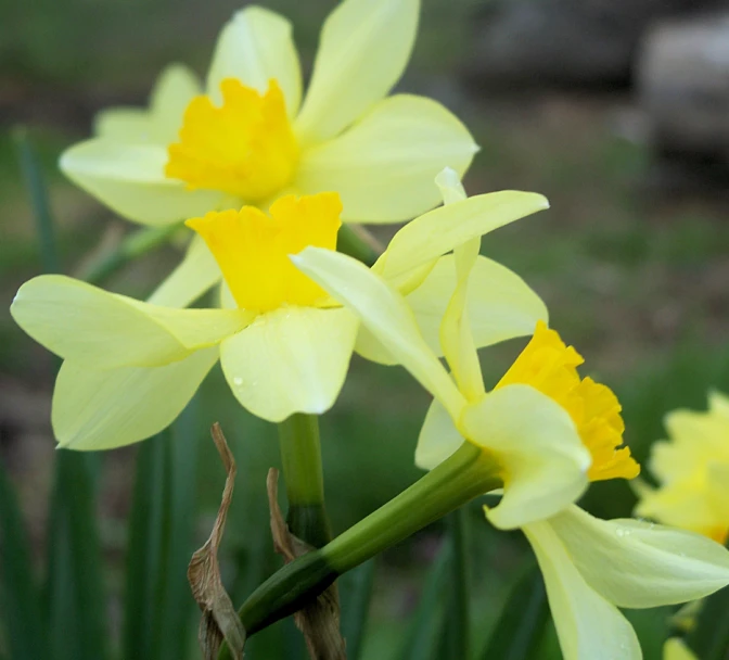 yellow flowers are growing near rocks in the woods