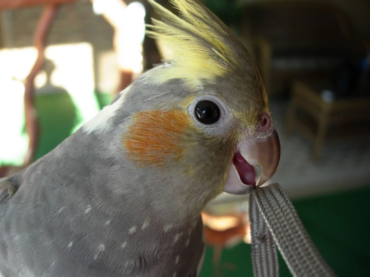 a very cute looking parrot with a big open mouth