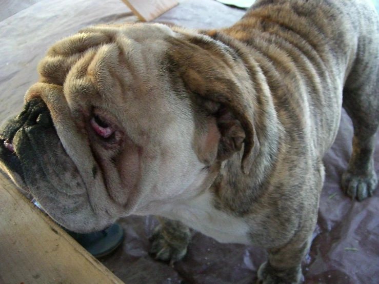 a close up of a dog on a bed next to a mirror