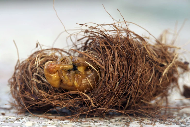 an animal that is inside of a ball of string