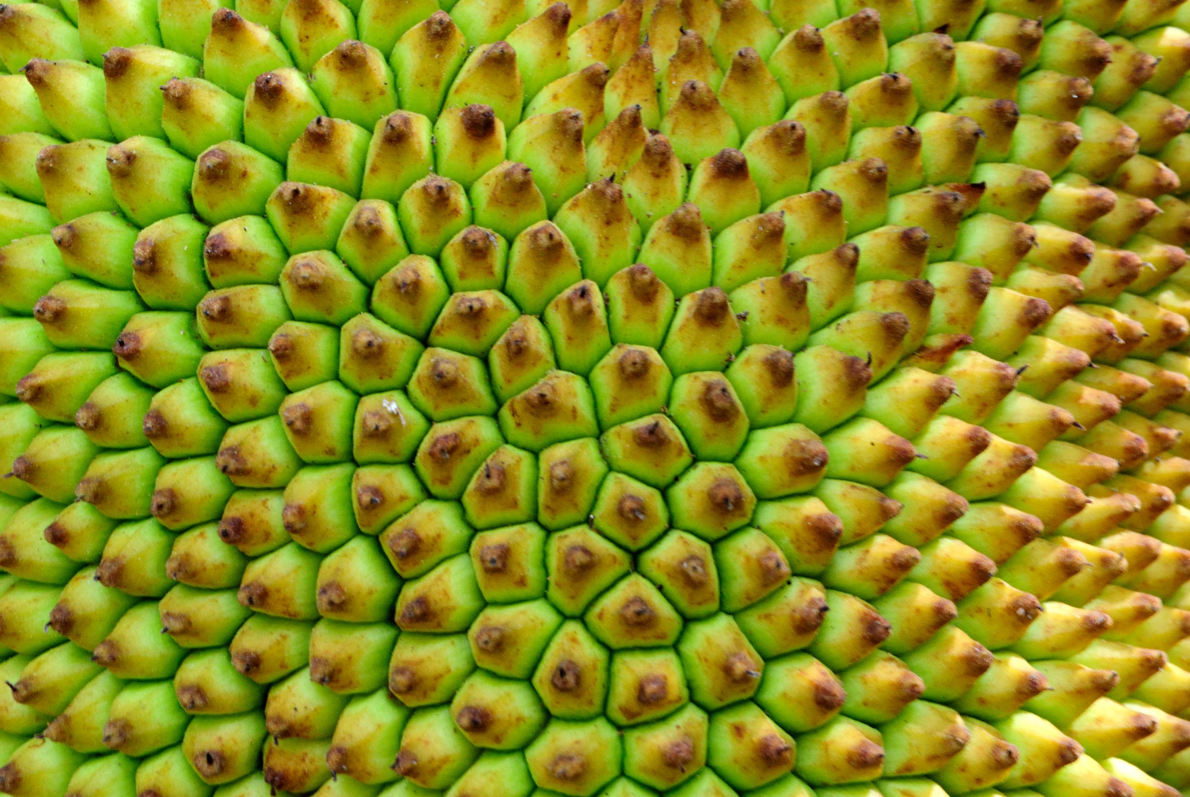 the back end of an image of the center of a plant