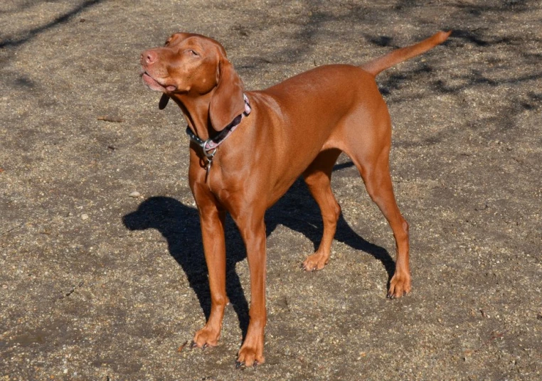 a close up of a dog standing on a ground